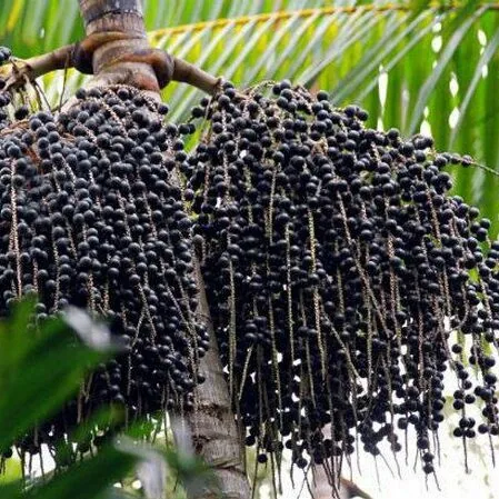 Açaí berries in clusters on a palm tree